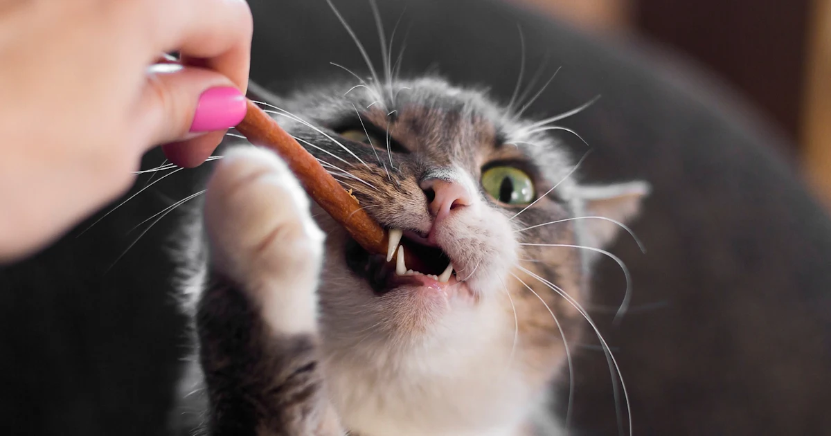 Trader Joe S Advent Calendars For Cats Are On The Way