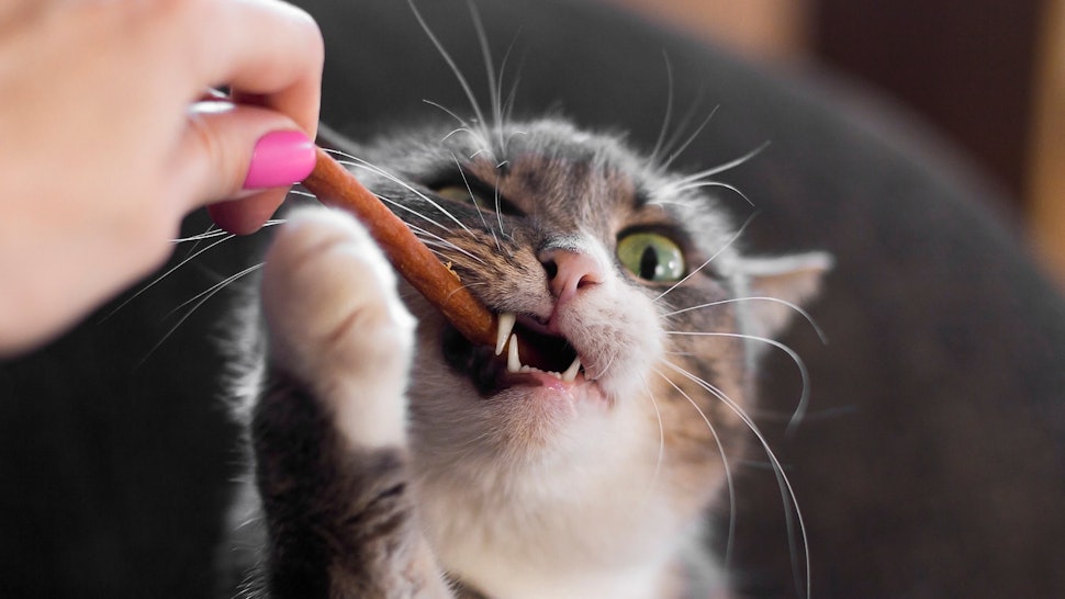 Image result for cat and the treat