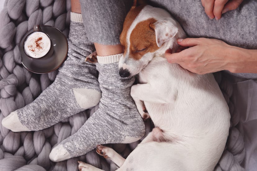 Cozy ,lazy day at home, cold weather, warm blanket. Dog sleeping on female feet. Relax, carefree, co...