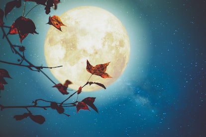 Beautiful autumn fantasy - maple tree in fall season and full moon with milky way star in night skie...