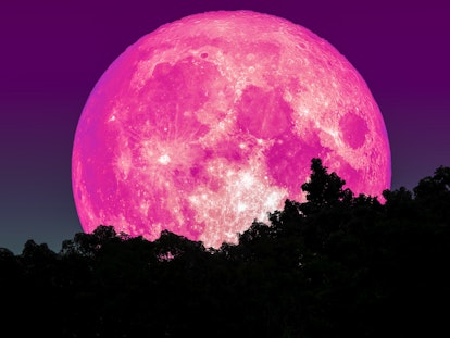 super full pink moon and silhouette tree in forest and star on sky, Elements of this image furnished...