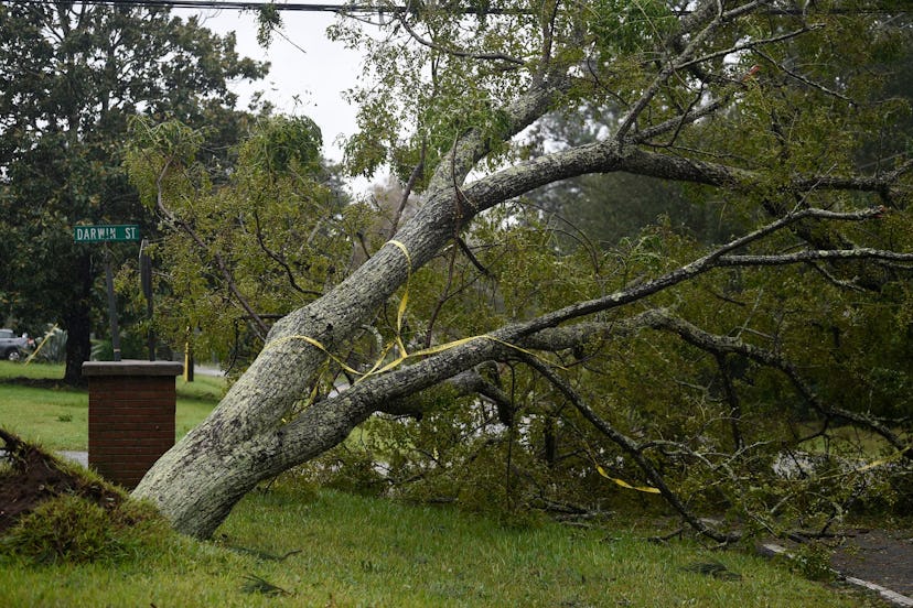 A tree is toppled from high winds and rain of Hurricane Dorian on James Island, S.C., on