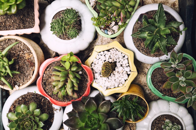 Cute little potted succulents top view background. Many small home plants in pots from above. Plenty...