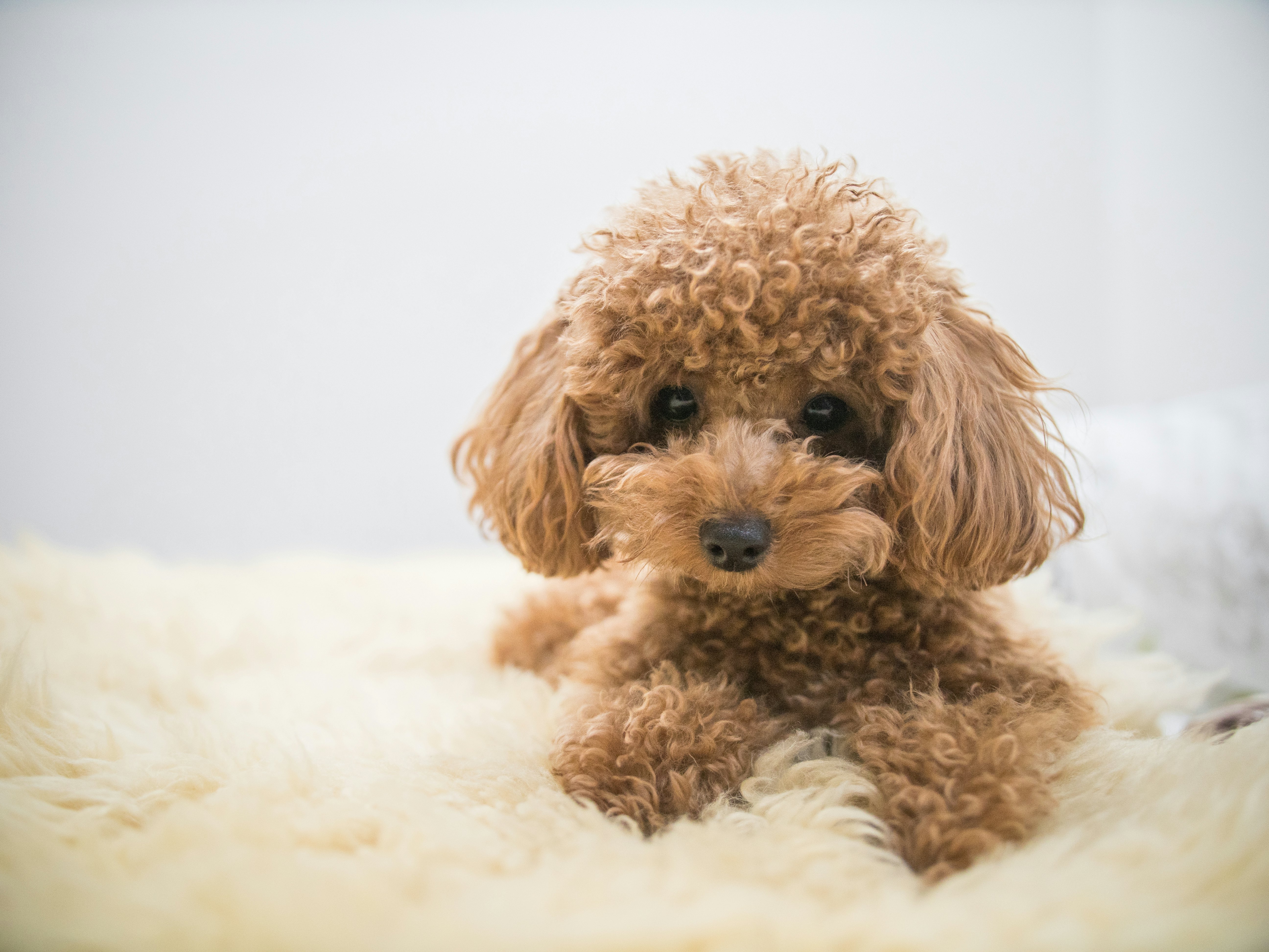 curly small dog breeds