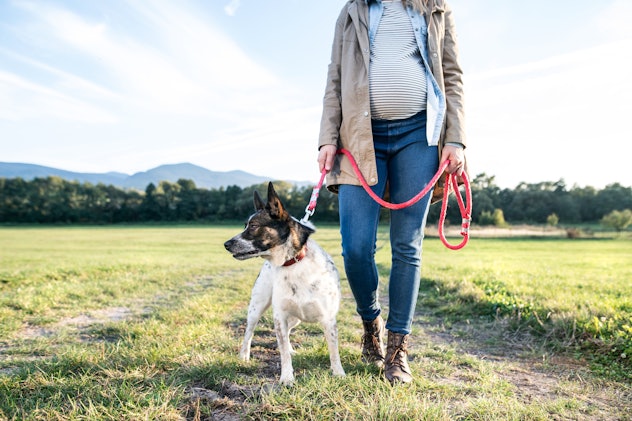 Unrecognizable pregnant woman with dog in green sunny nature