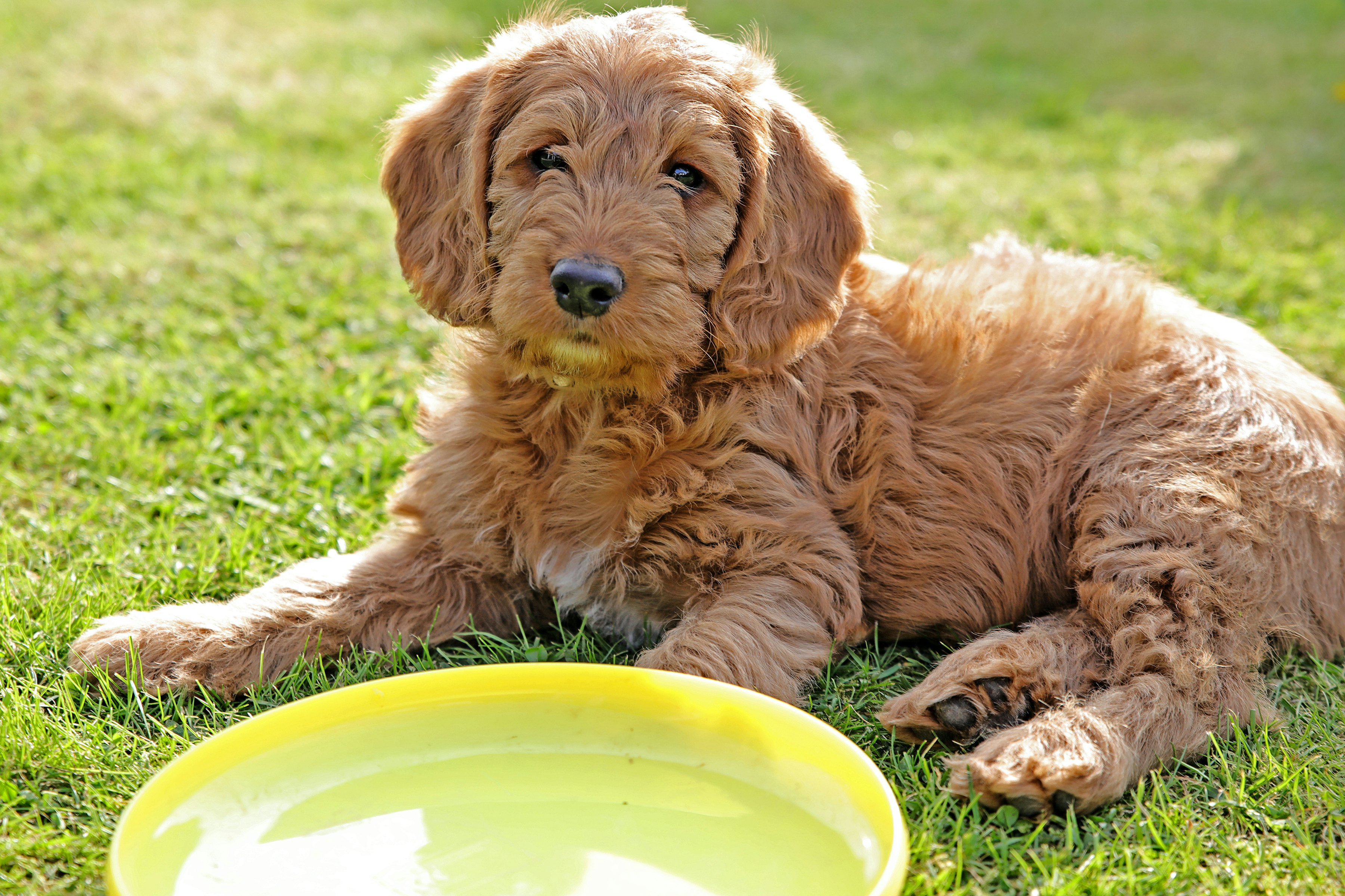 most allergenic dogs