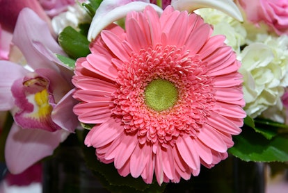 Pink Gerbera Daisy