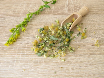 Dried european goldenrod, solidago virgaurea