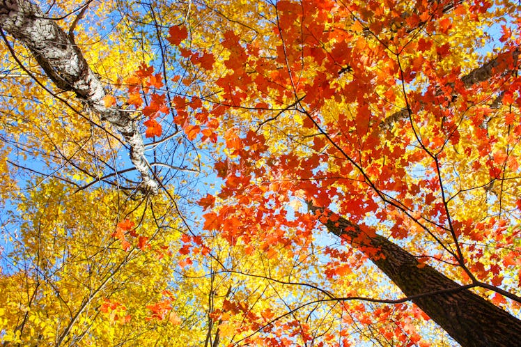 colorful leaves in fall season