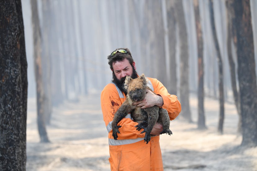 Adelaide wildlife rescuer Simon Adamczyk holds a koala he rescued at a burning forest near Cape Bord...