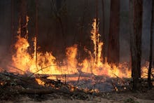 Flames from a controlled fire burn up tree trunks as firefighters work at building a containment lin...