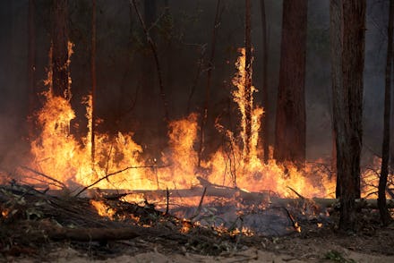 Flames from a controlled fire burn up tree trunks as firefighters work at building a containment lin...