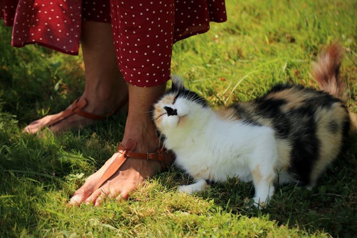 cat snuggling up to woman's feet