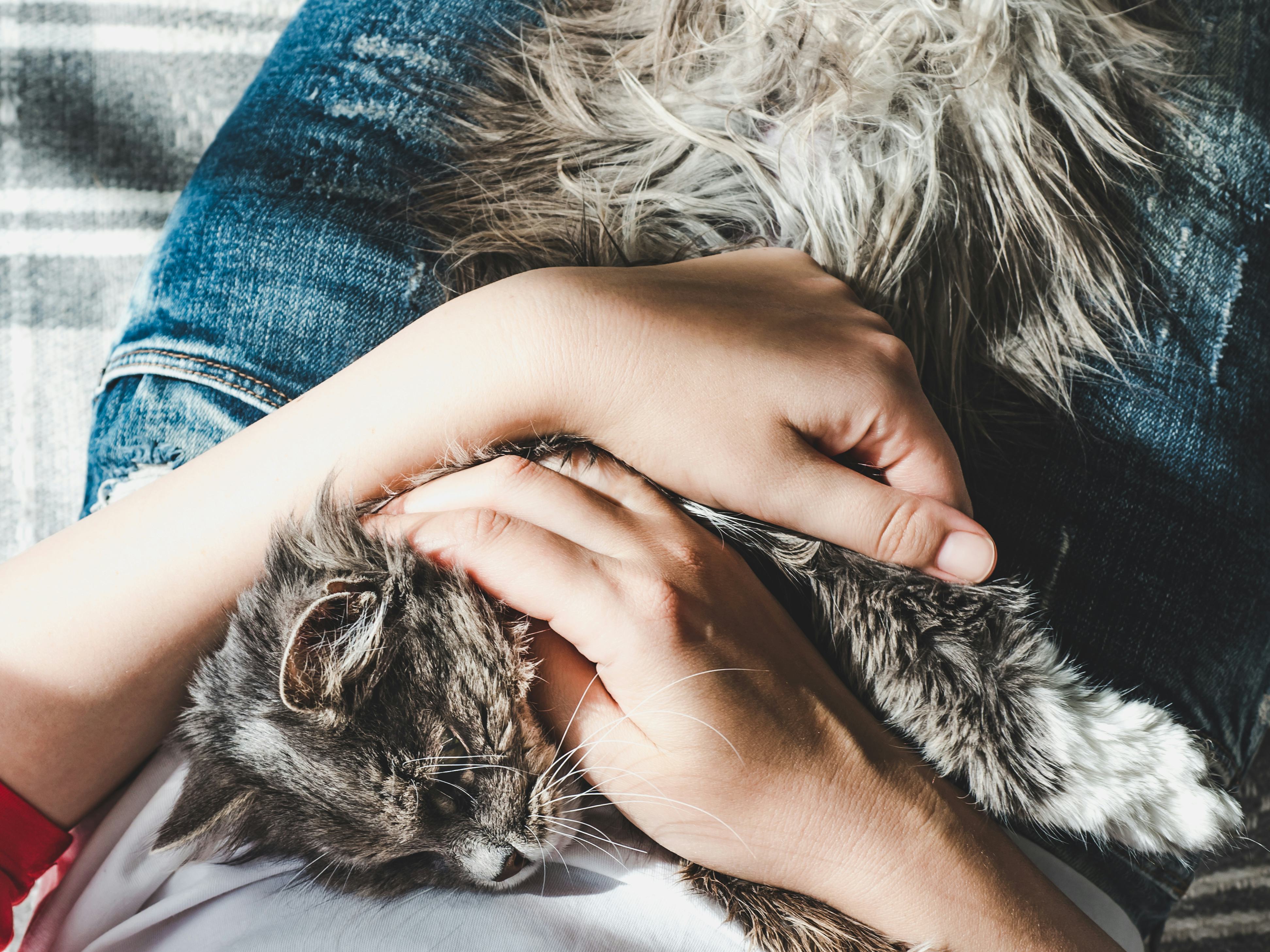 Can Cats Tell If You’re Sad? Don't Be Fooled By That Aloof Exterior