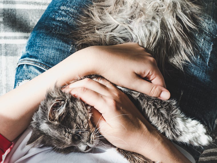 Can Cats Tell If You’re Sad? Don't Be Fooled By That Aloof Exterior