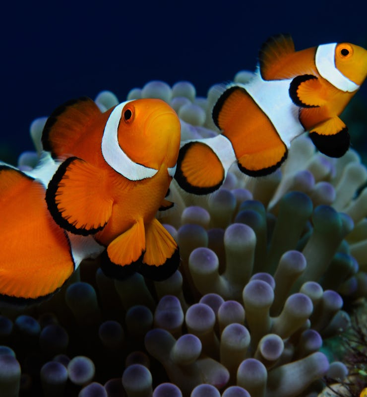 Couple of clownfish (Western clownfish (Ocellaris Clownfish, False Percula Clownfish)) are protectin...