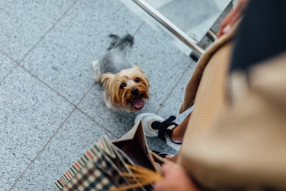 A woman walks in the city with shopping bags with her adorable puppy.