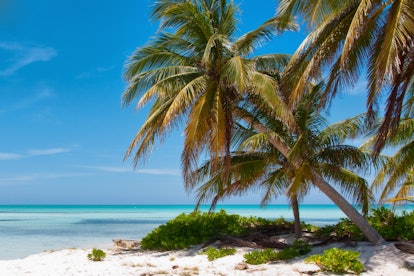 Dollar Flight Club's Jan. 16 Deals To The Cayman Islands will save you a lot of cash on your transpo...
