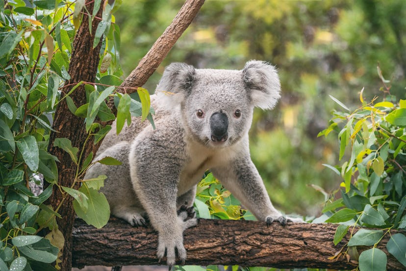 The koala population is especially being hurt by the Australia wildfires, but there are a few ways y...