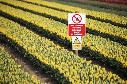 A warning sign against drone flying over a tulip crop near Kings Lynn, Norfolk