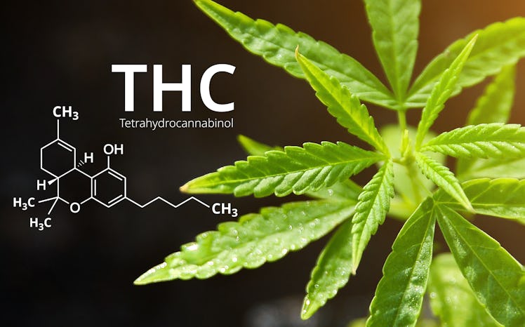 Tetrahydrocannabinol or THC molecule formula with Marijuana background, Cannabis sativa