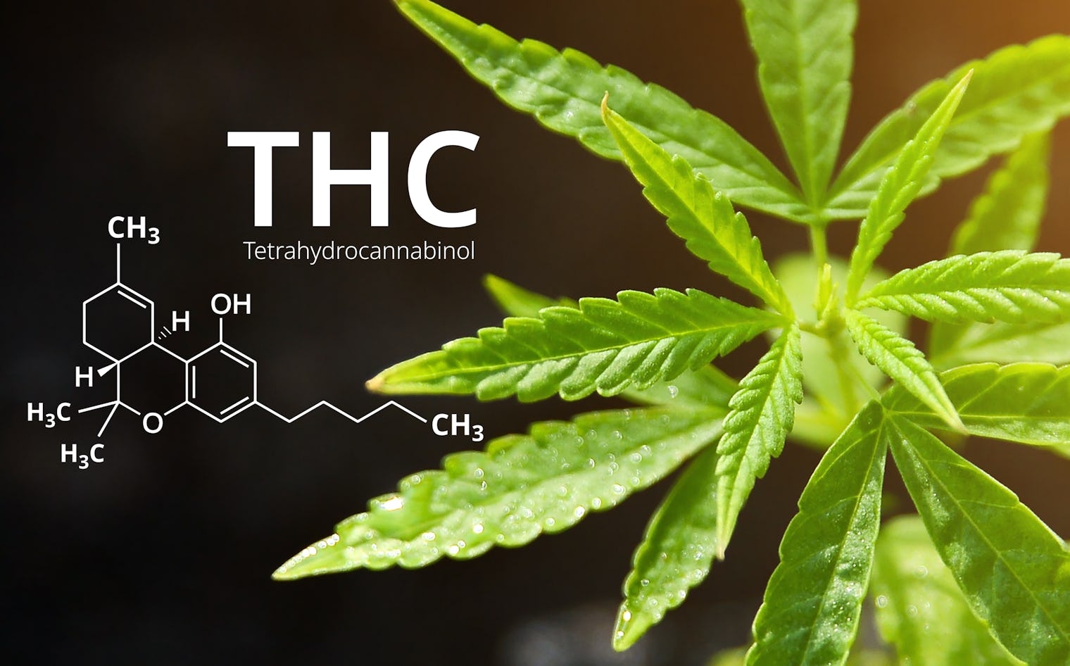 kas yra THC kas yra THC