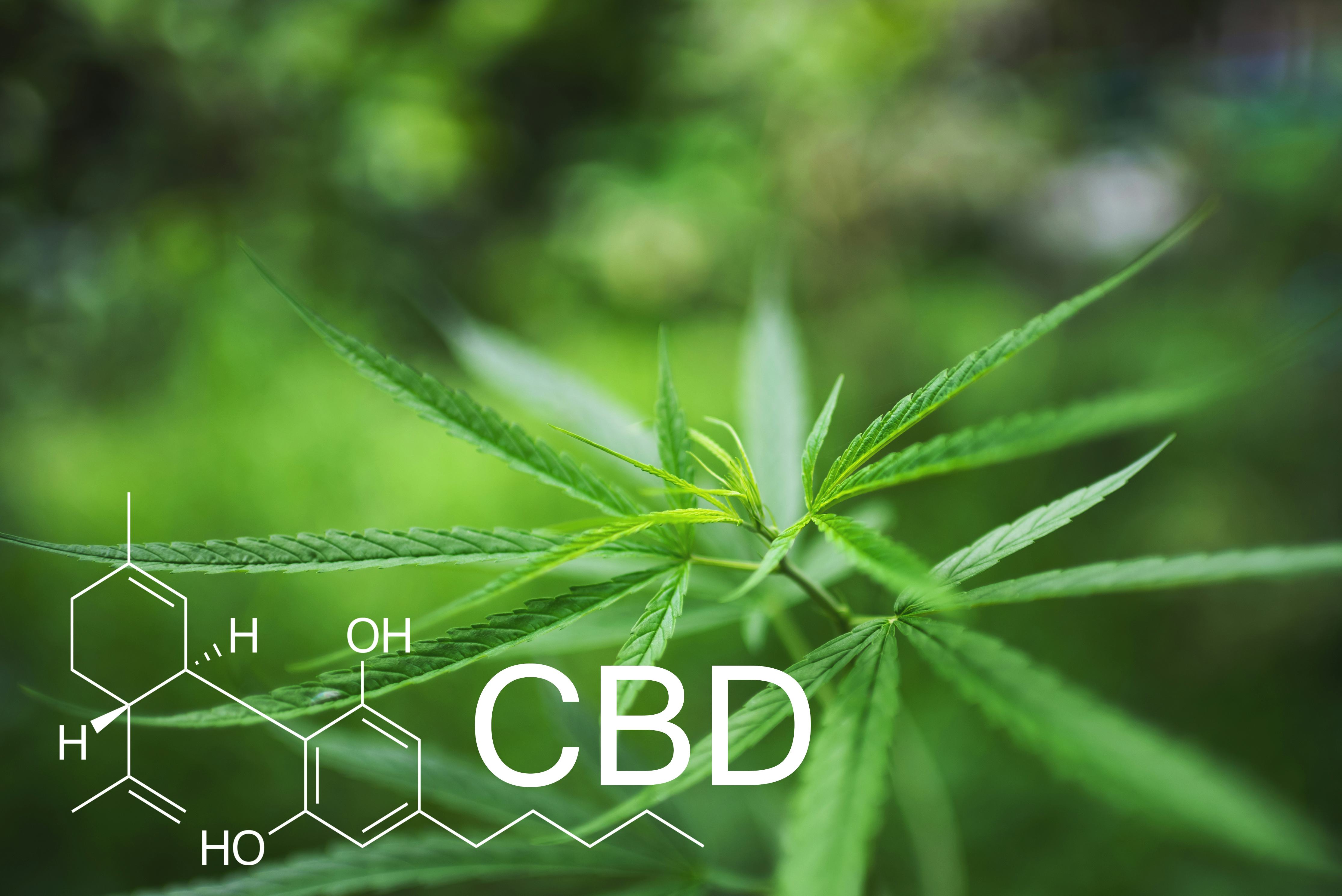 Beyond THC And CBD: The Science Of Cannabinoids And The Brain