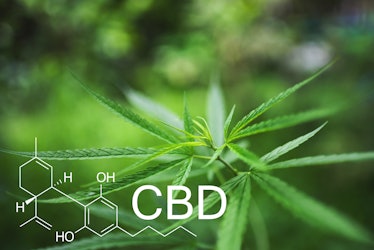 Cannabidiol chemical structure on green cannabis leaf background