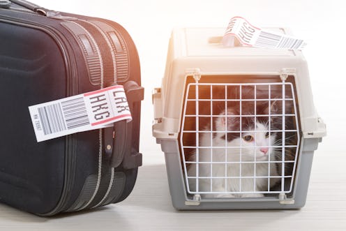 A new rule could limit the kinds of animals allowed on airplanes as service animals.