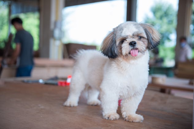 Bred as companions, Shih Tzus are also great lap dogs.