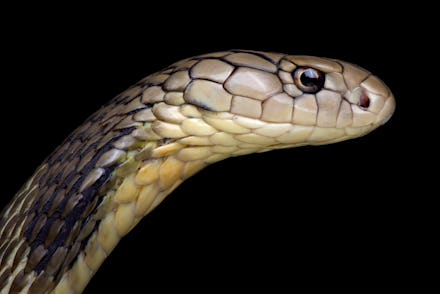 Chinese King cobra (Ophiophagus Hannah)