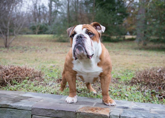 Bulldogs are great lazy pups for families.