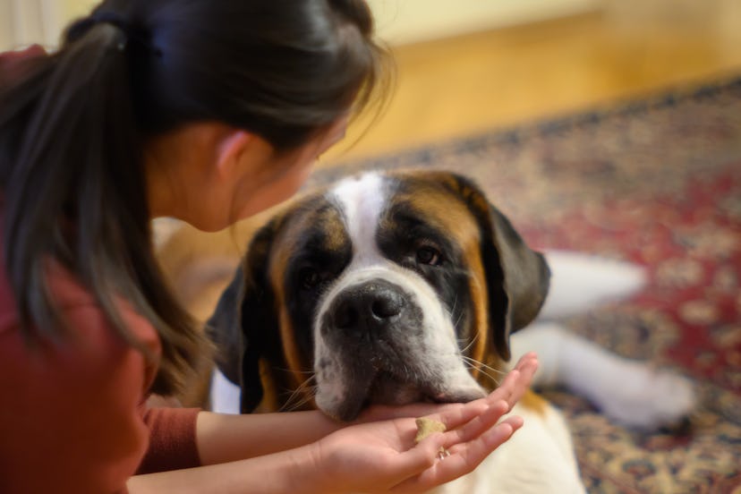 Despite their size, Saint Bernards absolutely think they are lap dogs.