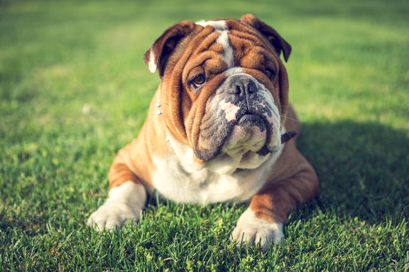 Bulldogs are great lap dogs, and it might be because of their own biology.
