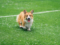 A corgi runs around on a green football field during the Puppy Bowl amongst all the super duper cute...