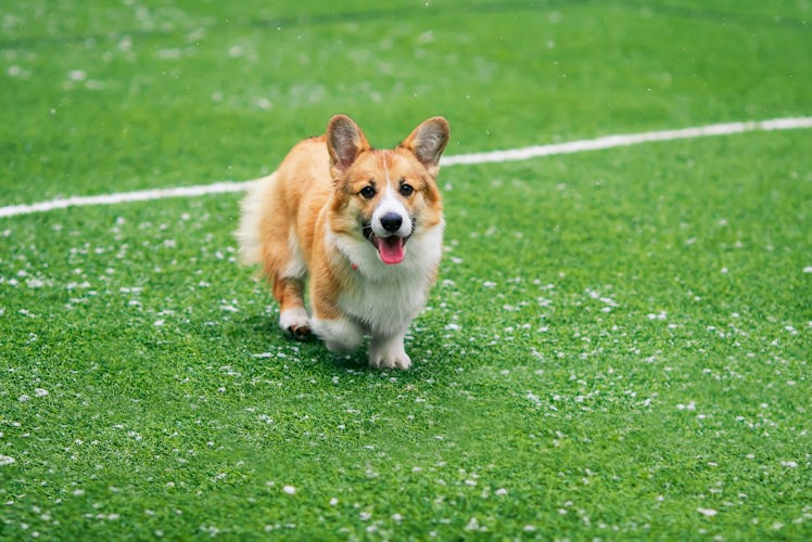 A corgi runs around on a green football field during the Puppy Bowl amongst all the super duper cute...