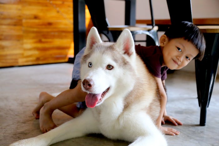 Siberian Husky playing with little boy in dining room. Dog with kid.