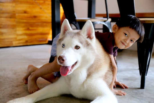 Siberian Husky playing with little boy in dining room. Dog with kid.