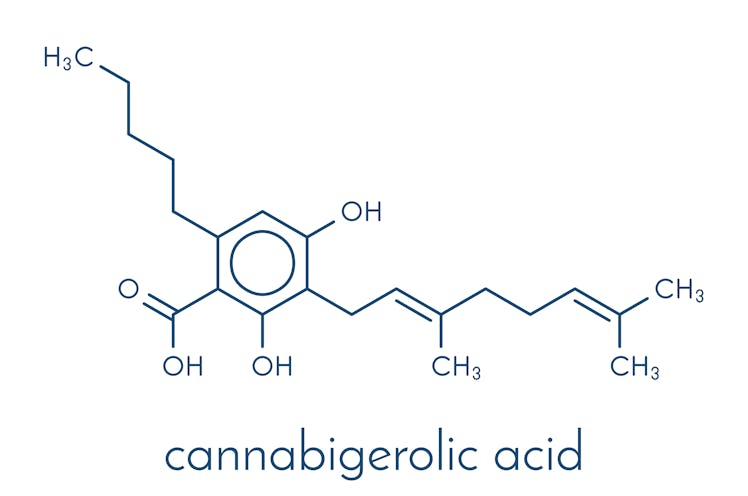 Cannabigerolic acid or CBGA cannabinoid molecule. Skeletal formula.