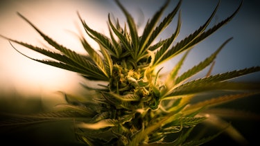 Flowering cannabis plant of the strain Diamond Zkittlez. Humboldt county
