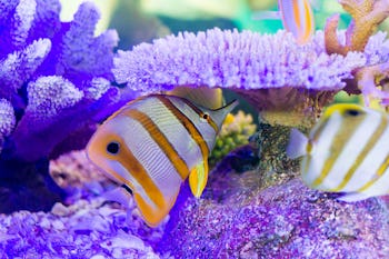 Copperband Butterflyfish (Chelmon rostratus)