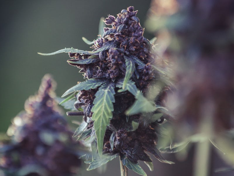 Cannabis flowers and seeds that are ready to harvest Modern medical marijuana concept, world marijua...