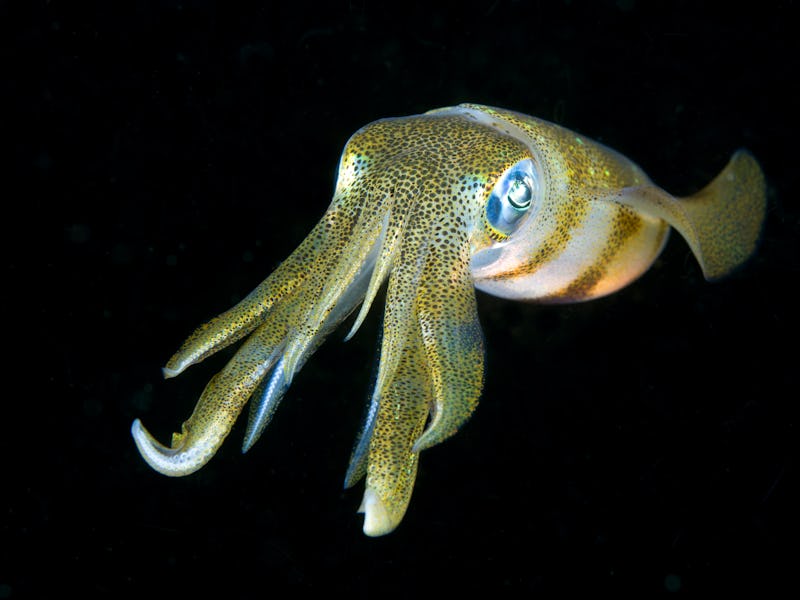 Amazing underwater world. Sepioteuthis lessoniana - Bigfin Reef Squid. Squids in the night. Black Wa...