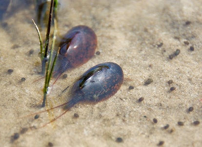 Notostraca.
Two Tadpole Shrimps (Triops cancriformis)