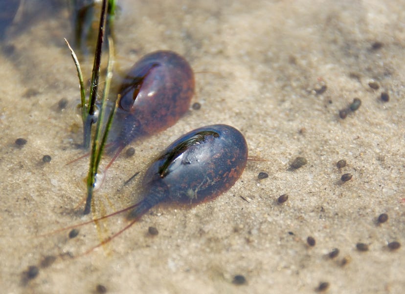 Notostraca.
Two Tadpole Shrimps (Triops cancriformis)