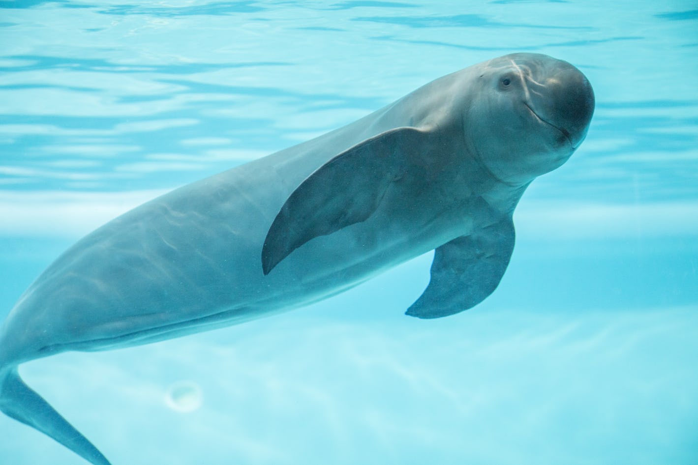 16 unique animals that could go extinct by 2030 -- and how to change that