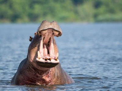 Impressive, massive hippo yawning wide-mouthed in the waters of the Nile, Murchison Falls National P...