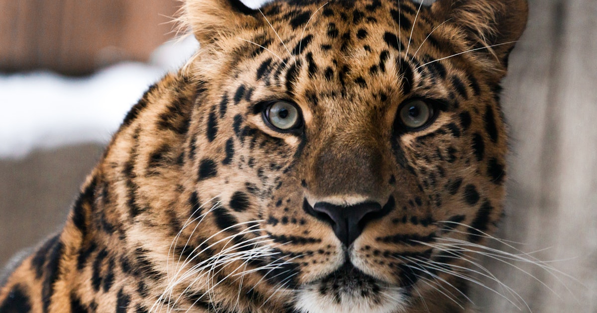 16 unique animals that could go extinct by 2030 and how to change that