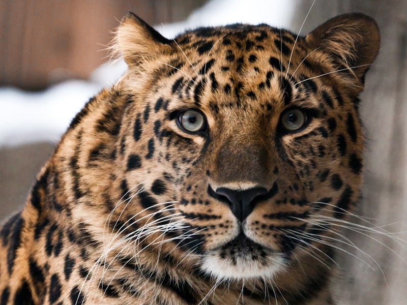 Muzzle of a Far Eastern leopard (Amur leopard) close-up, on a background of snow.