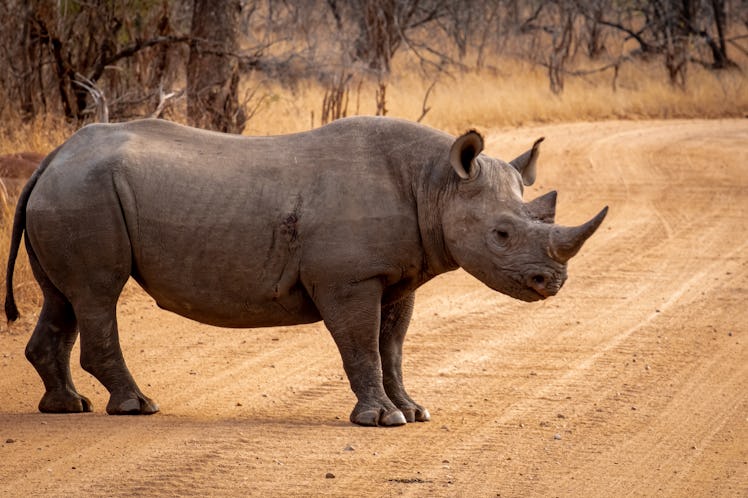 black rhino crossing a dirt road 